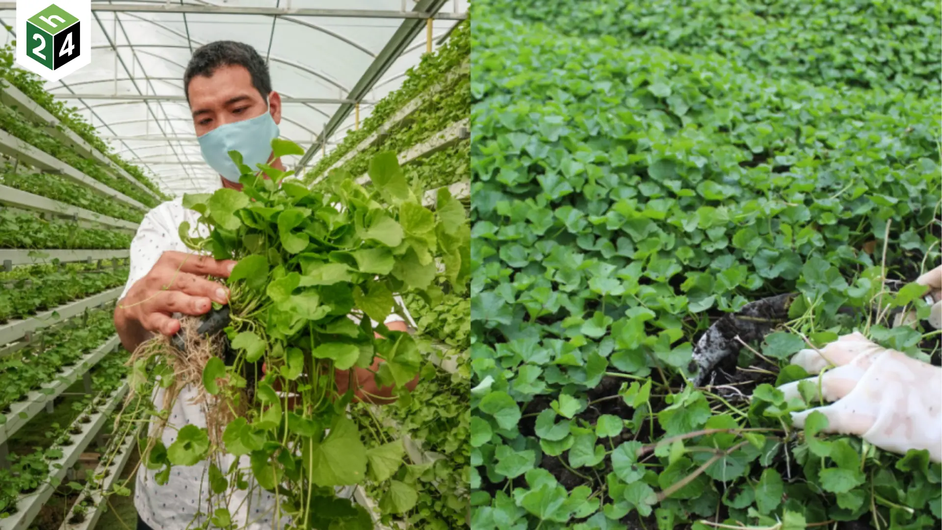 Rau má tốt như thế nào Cách trồng rau má tại nhà dễ làm 1