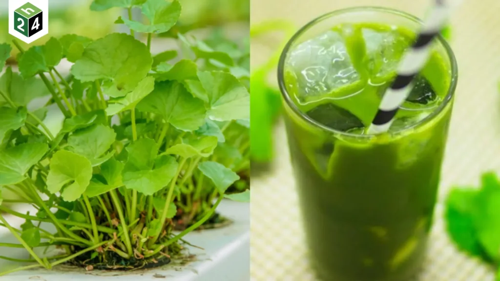 Rau má tốt như thế nào Cách trồng rau má tại nhà dễ làm